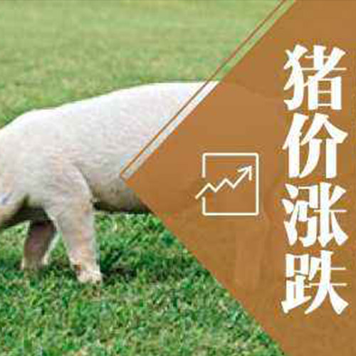 鑫佰加畜牧設(shè)備邀您了解近期各地區(qū)豬價(jià)波動(dòng)